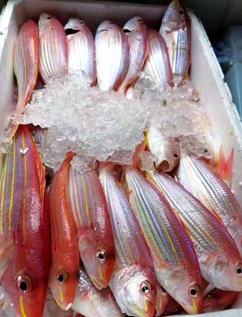 如何辨別金三間魚的品質？，如何辨別“金三間魚”