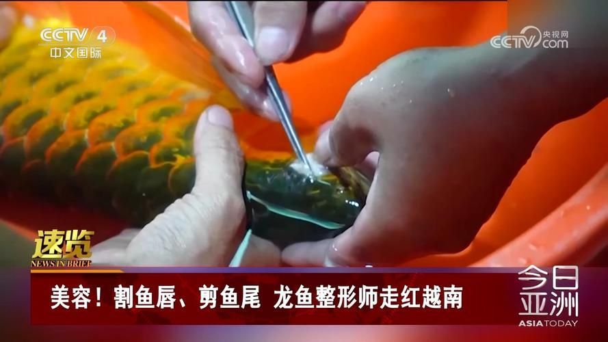 如何回看CCTV12的龍魚節目？