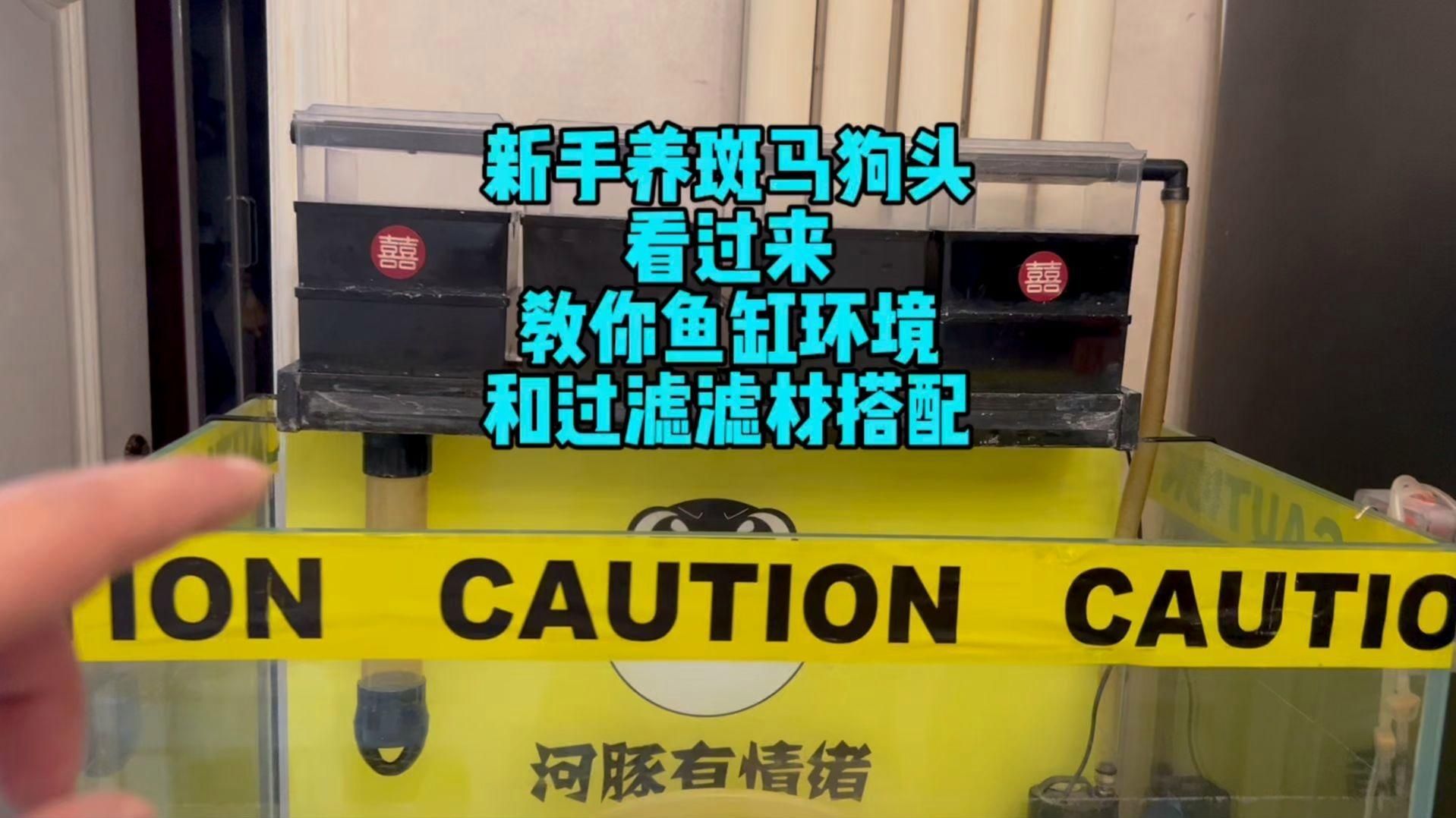 狗頭魚適合哪些魚缸，狗頭魚適合哪些魚缸飼養設備清單狗頭魚適合哪些魚缸