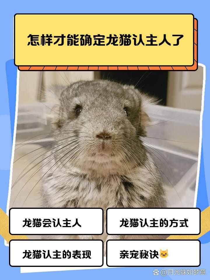 如何判斷龍貓是否適應彼此，如何判斷兩只龍貓是否適應彼此