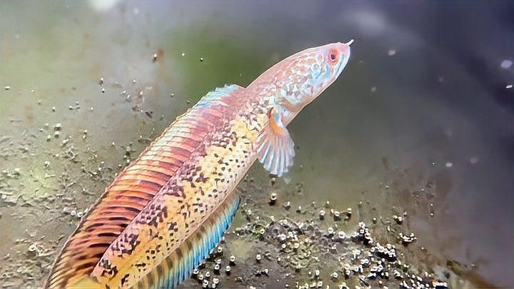 有哪些食物可以輔助龍魚發(fā)色？，哪些食物可以幫助龍魚發(fā)色？