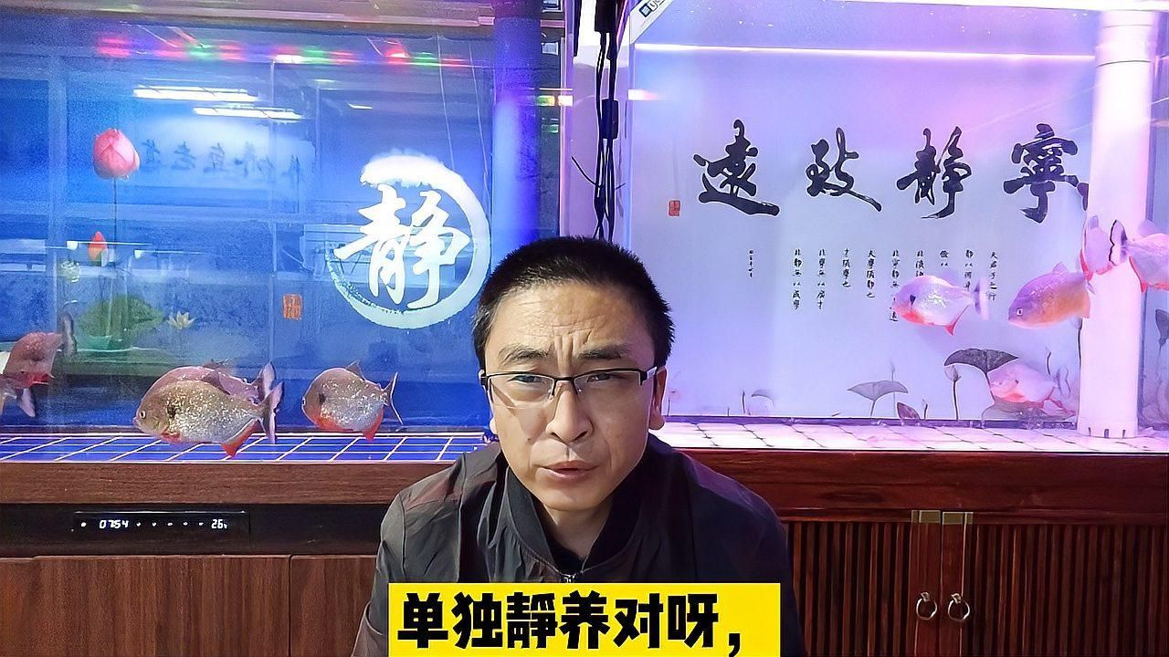 魚身上充血后如何護理，如何判斷魚身上充血的原因