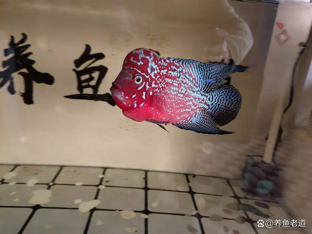 如何判斷龍魚是否需要換水或喂食？，健康龍魚需要換水或喂食、換水或喂食