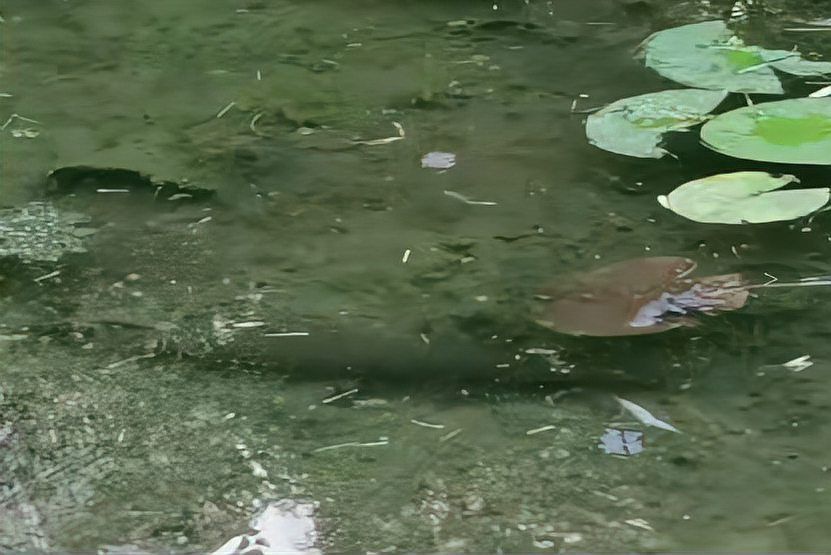 虎斑恐龍魚放生會有什么后果，虎斑恐龍魚放生的法律后果