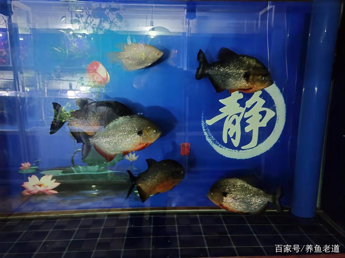 虎斑恐龍魚放生會有什么后果，虎斑恐龍魚放生的法律后果