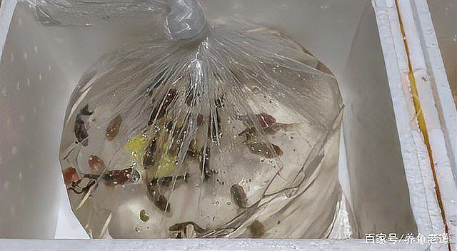 虎斑恐龍魚放生會有什么后果，虎斑恐龍魚放生的法律后果