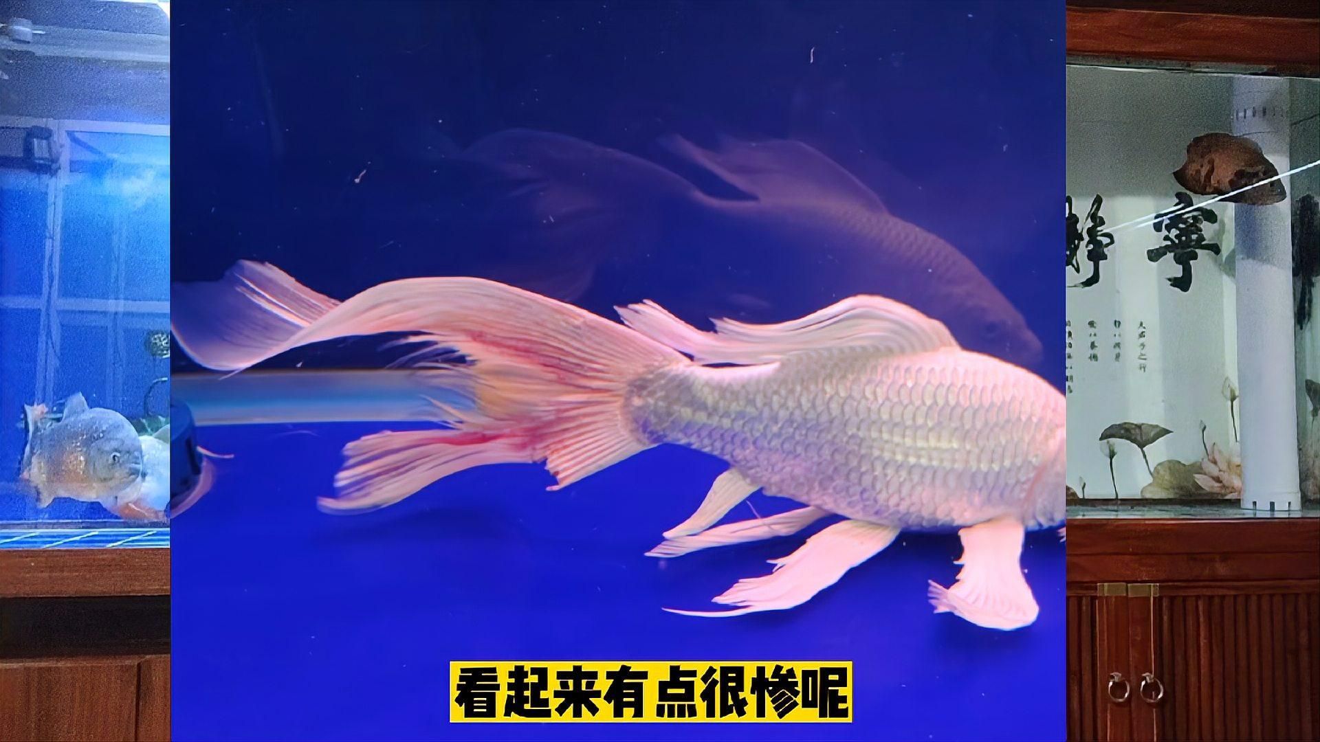 如何判斷蝴蝶鯉的健康狀況？，怎樣判斷蝴蝶鯉的健康狀況？