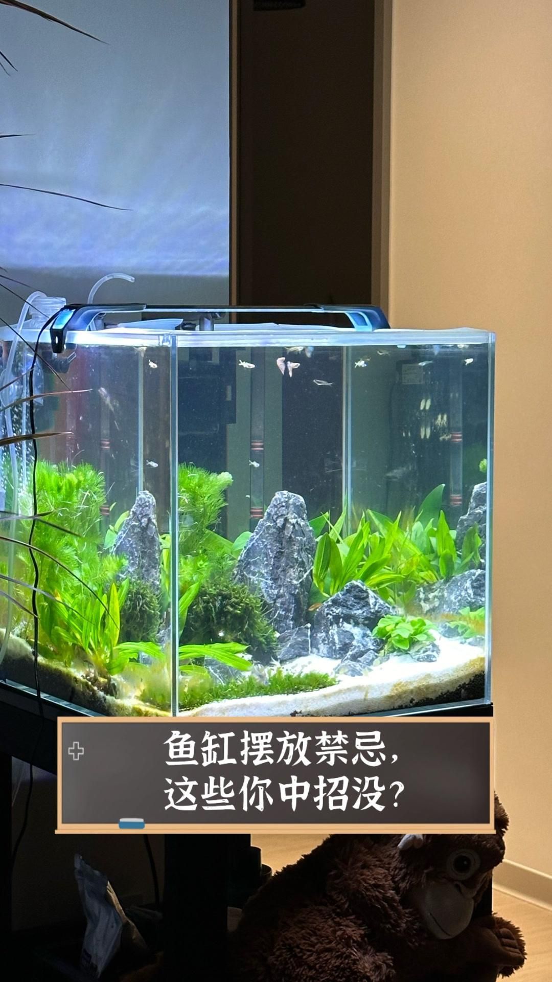 如何判斷魚缸是否犯忌，——魚缸擺放的風水禁忌有哪些