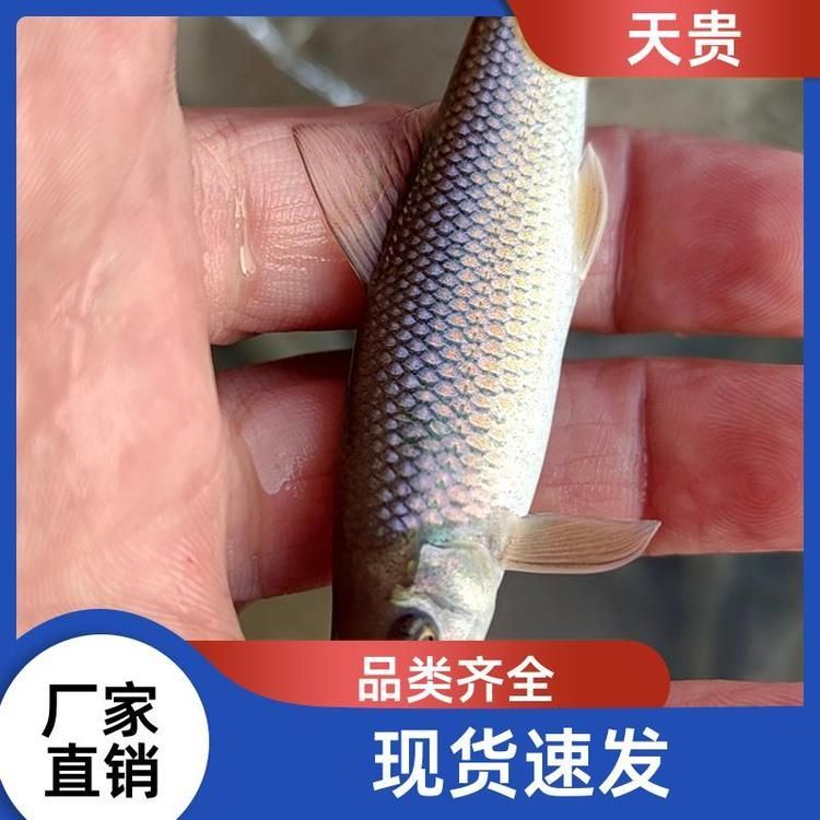 銀龍魚、青龍魚和星點龍魚哪個最好養？，銀龍魚,青龍魚和星點龍魚哪個最好養?
