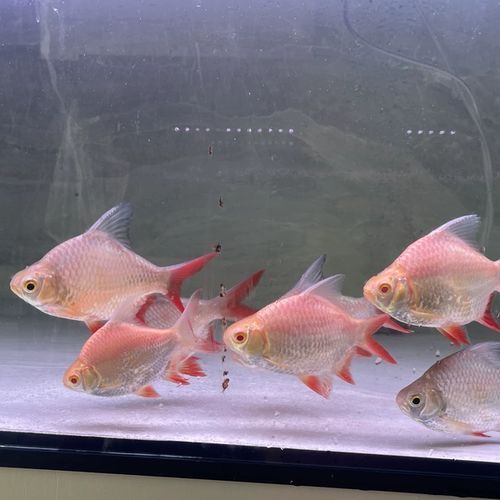 推薦一些更高端的金龍魚配魚，金龍魚與金龍魚的觀賞價(jià)值，金龍魚的觀賞價(jià)值推薦