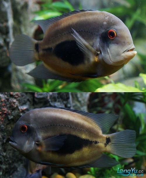 推薦一些更高端的金龍魚配魚，金龍魚與金龍魚的觀賞價(jià)值，金龍魚的觀賞價(jià)值推薦