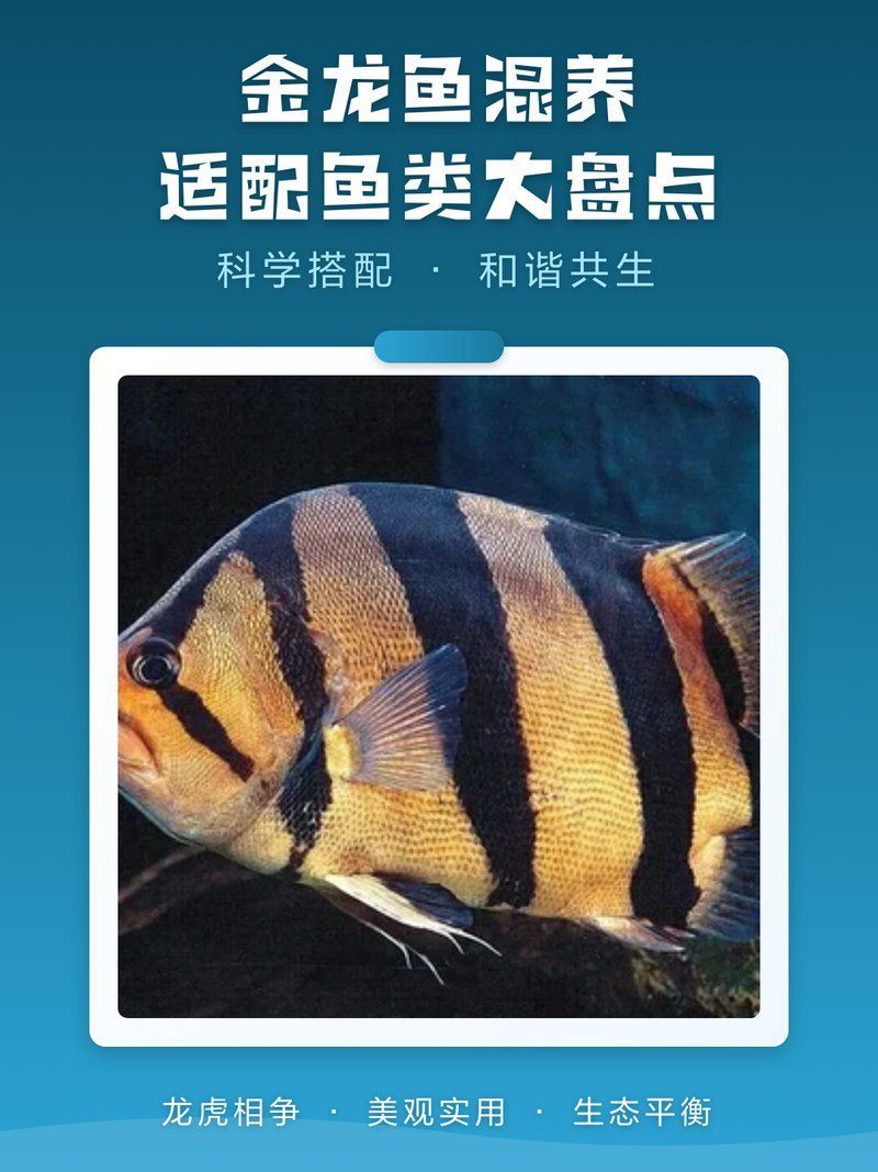 推薦一些更高端的金龍魚配魚，金龍魚與金龍魚的觀賞價(jià)值，金龍魚的觀賞價(jià)值推薦