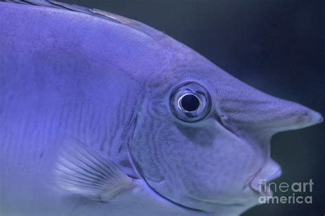 銀龍魚眼睛有白膜如何治療？，銀龍魚眼睛出現(xiàn)白膜如何治療？