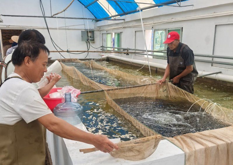如何優化祥龍魚場的養殖效率？，如何優化祥龍魚場全的養殖效率