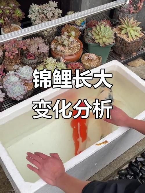 錦鯉紅斑病會自愈嗎，錦鯉紅斑病會自愈嗎（如指環蟲用戶思考完成,絕對不可等待自愈）