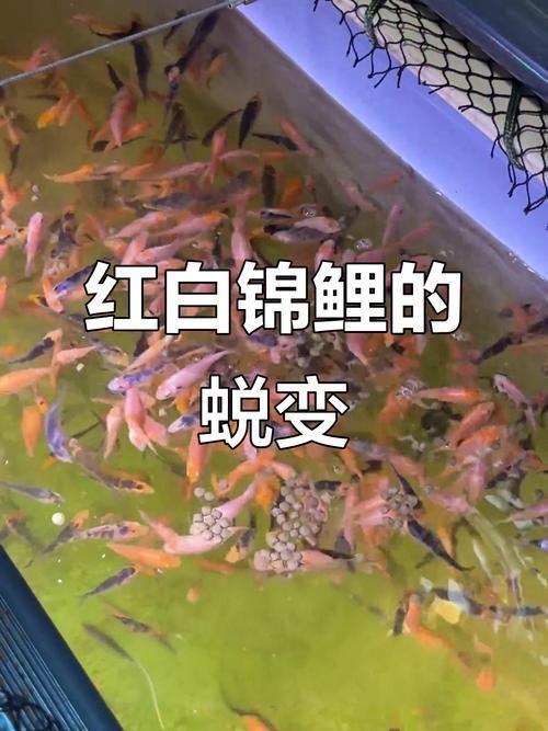 錦鯉紅斑病會自愈嗎，錦鯉紅斑病會自愈嗎（如指環蟲用戶思考完成,絕對不可等待自愈）
