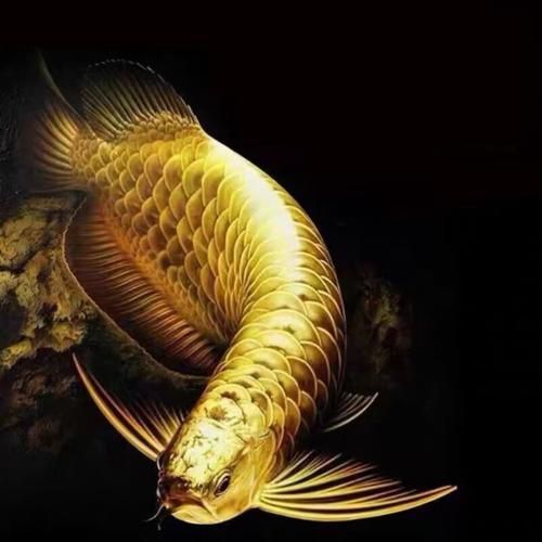 有哪些常見的藍(lán)底金頭過背金龍魚品相問題，藍(lán)底金頭過背金龍魚品相問題