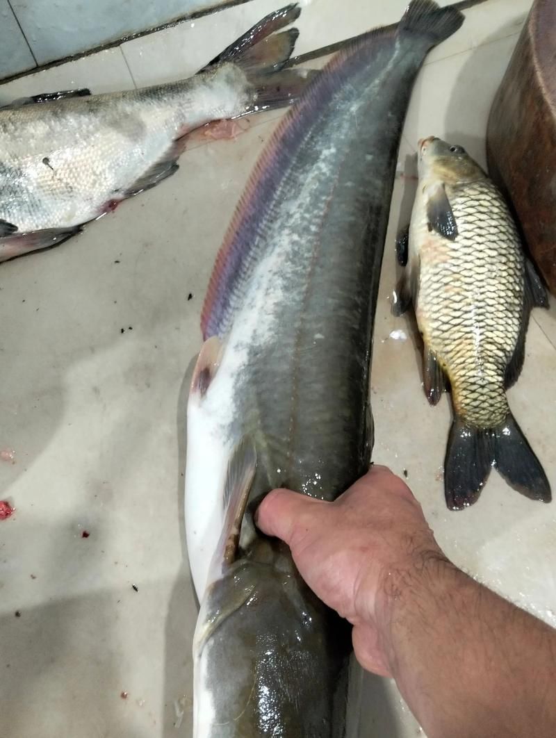 有沒有免費的高清年魚圖片，金龍魚油罐車清洗需要哪些資質