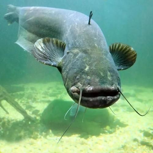 有沒有免費的高清年魚圖片，金龍魚油罐車清洗需要哪些資質