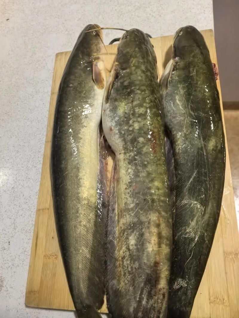 有沒有免費的高清年魚圖片，金龍魚油罐車清洗需要哪些資質