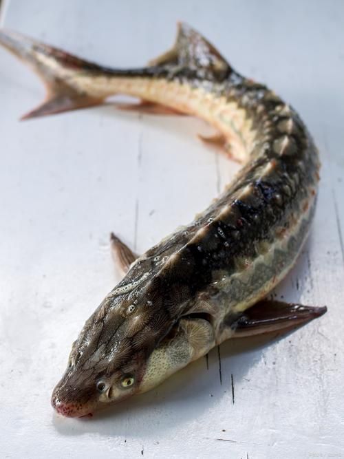 有沒有免費的高清年魚圖片，金龍魚油罐車清洗需要哪些資質