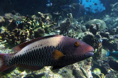 龍魚眼睛白線多久會變成白膜？，龍魚眼睛白線變成白膜的時間