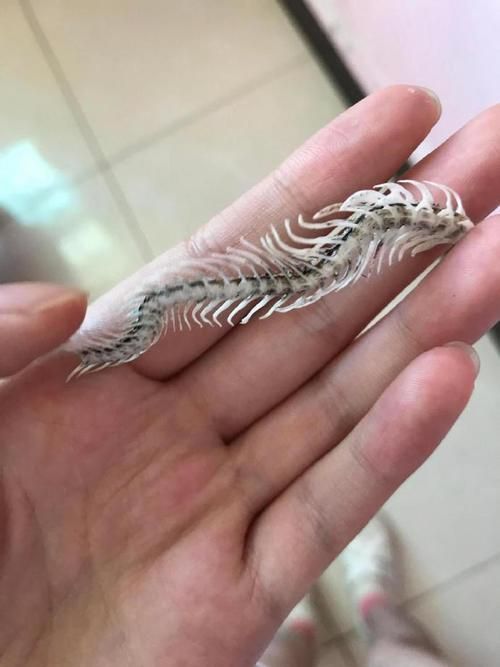 如何判斷龍魚是否缺鈣或維生素？，如何判斷龍魚是否缺鈣