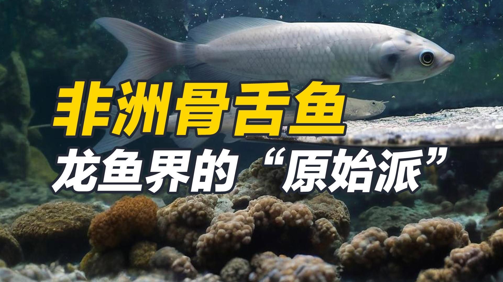 非洲骨舌魚和龍魚哪個更大？，非洲骨舌魚和龍魚哪個更受歡迎非洲骨舌魚和龍魚哪個更有觀賞價值