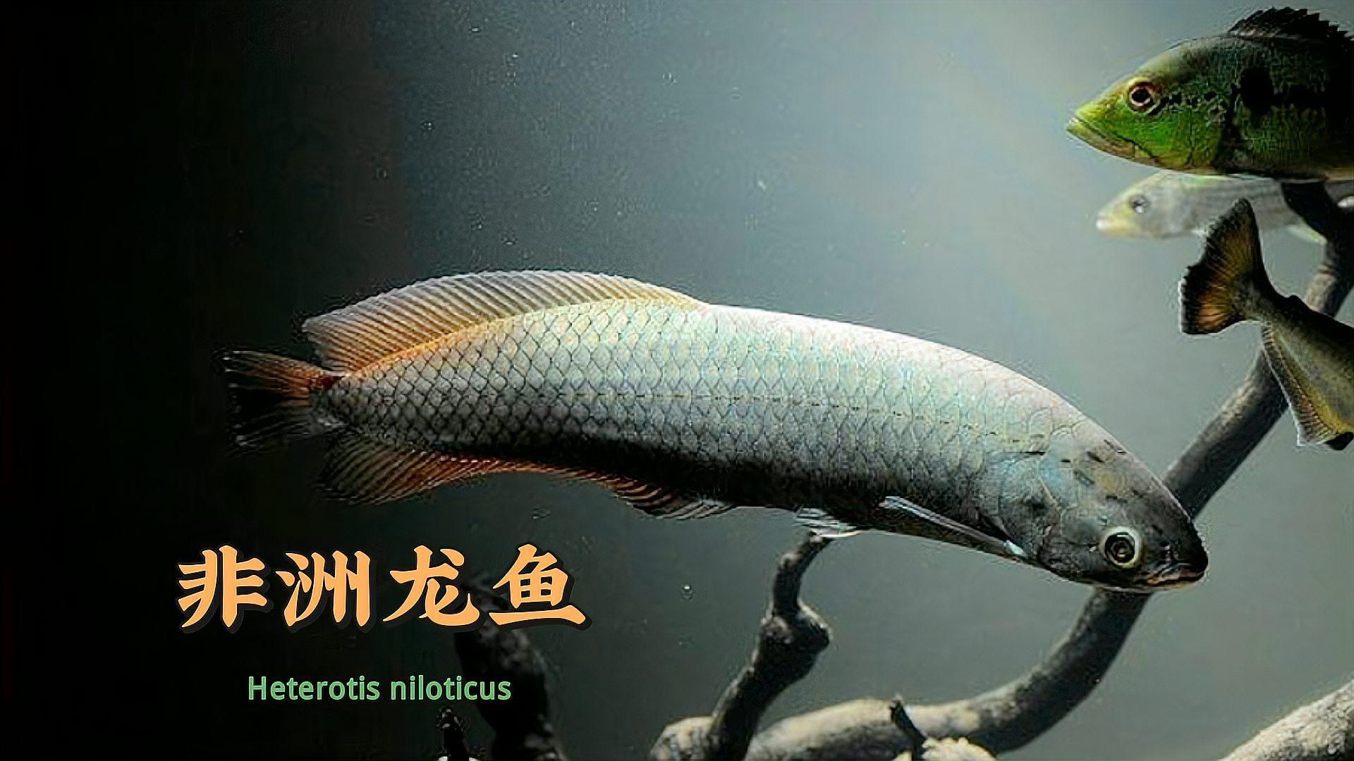 非洲骨舌魚和龍魚哪個更大？，非洲骨舌魚和龍魚哪個更受歡迎非洲骨舌魚和龍魚哪個更有觀賞價值