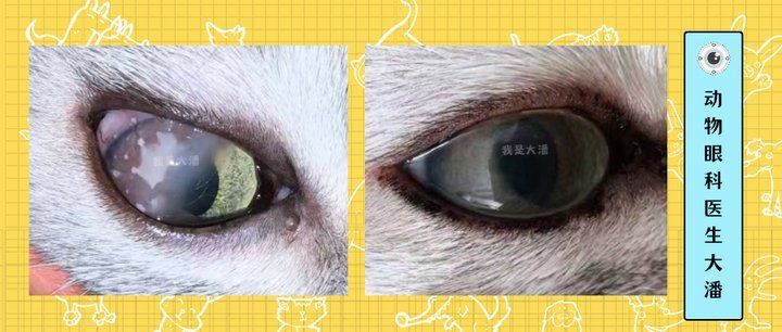 如何治療龍魚的眼睛突出，關于龍魚眼睛突出的問題