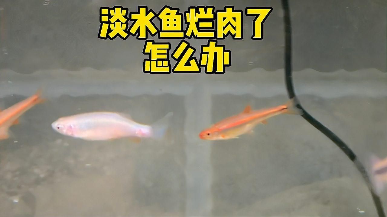 推薦一些價格實惠的治療魚爛尾巴特效藥，價格實惠且效果顯著的治療魚爛尾巴特效藥
