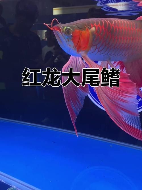 給我推薦一些性價(jià)比高的紅龍魚品種,性價(jià)比高的紅龍魚品種