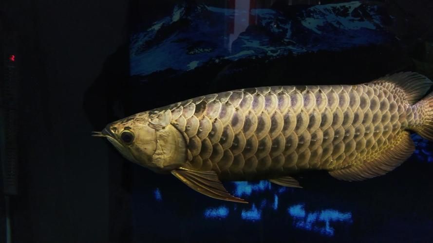 給我一些鑒別賽級金龍魚的圖片示例,給我一些鑒別賽級金龍魚的圖片示例,給我一些賽級金龍魚的圖片示例