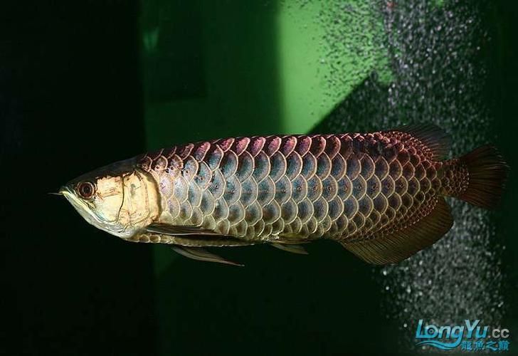 給我一些鑒別賽級金龍魚的圖片示例,給我一些鑒別賽級金龍魚的圖片示例,給我一些賽級金龍魚的圖片示例