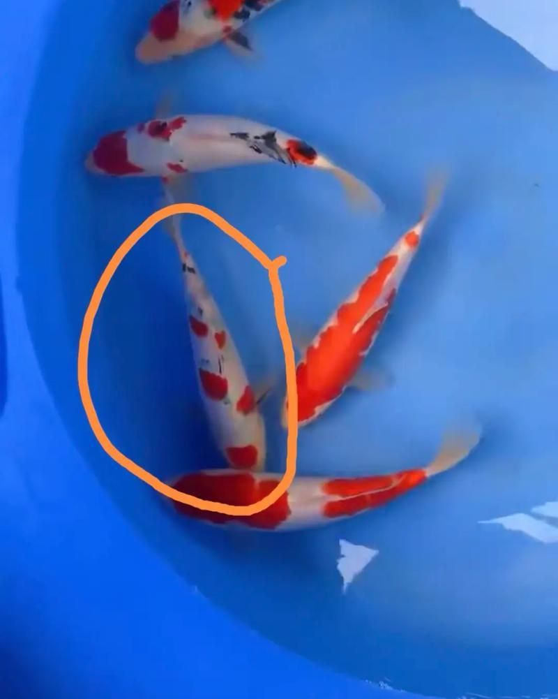 如何判斷魚是否好轉,中文養魚指南中文養魚指南中文養魚指南中文養魚指南