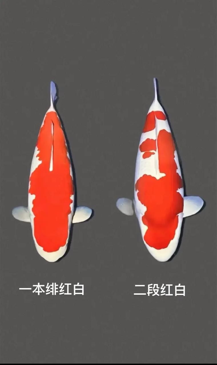 如何判斷魚是否好轉,中文養魚指南中文養魚指南中文養魚指南中文養魚指南