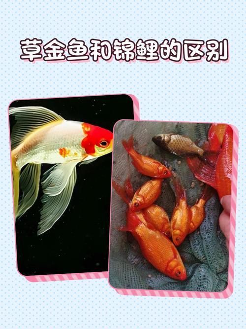 如何判斷魚是否好轉,中文養魚指南中文養魚指南中文養魚指南中文養魚指南