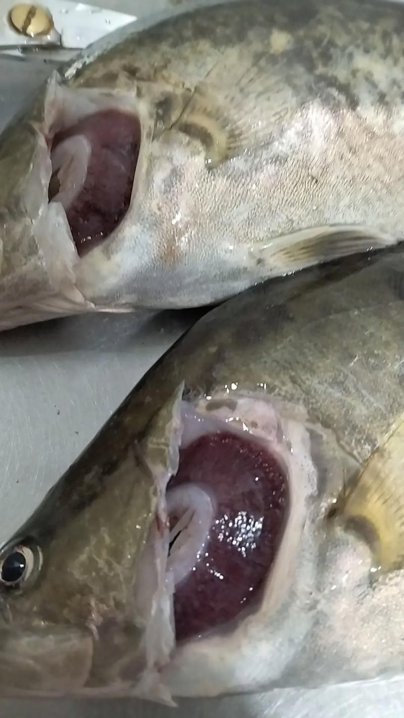 如何判斷魚是否好轉,中文養魚指南中文養魚指南中文養魚指南中文養魚指南