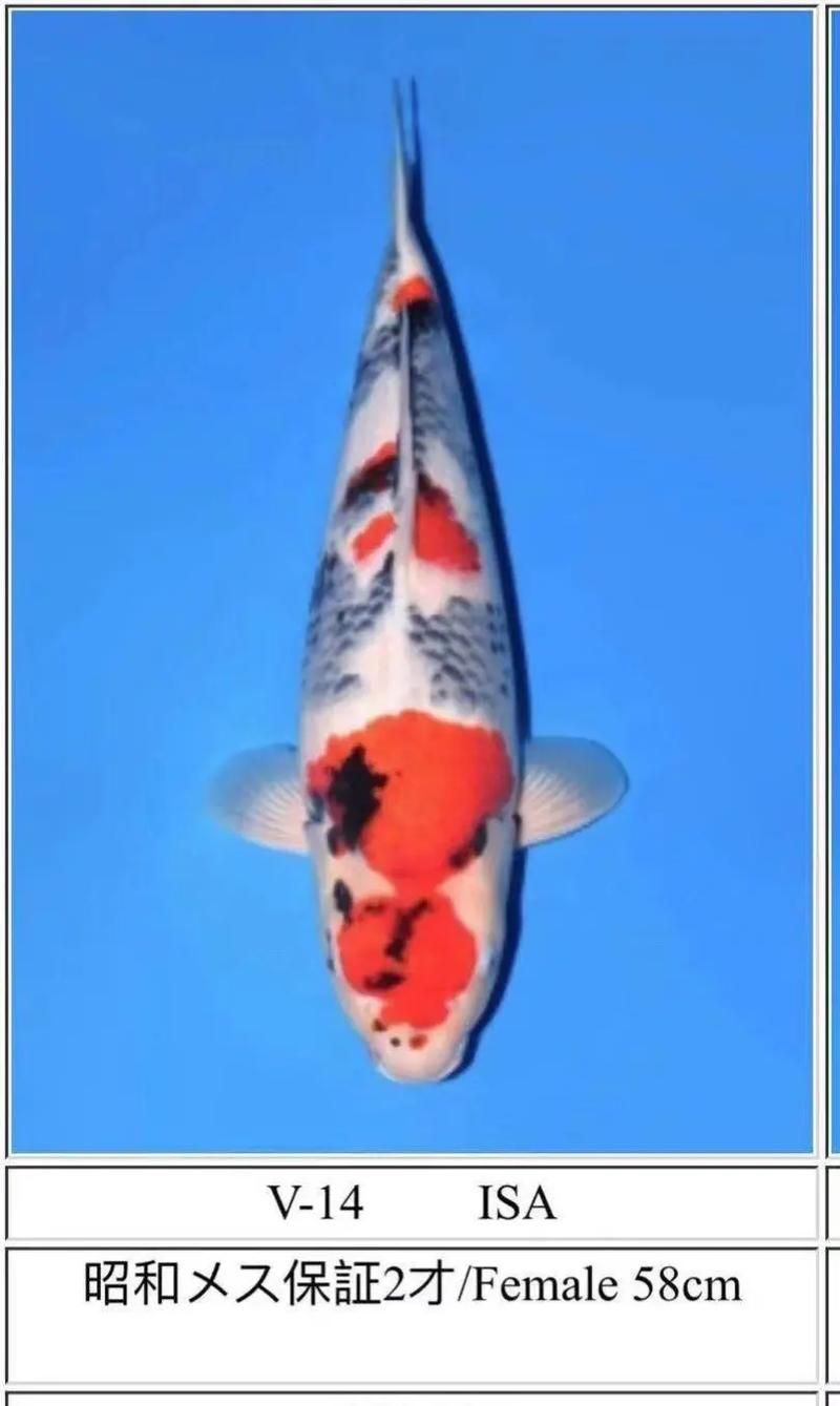 如何判斷魚是否好轉,中文養魚指南中文養魚指南中文養魚指南中文養魚指南
