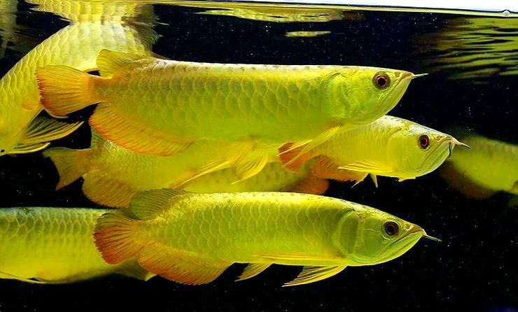 萬山龍魚有哪些稀有品種的圖片，萬山龍魚有哪些稀有品種