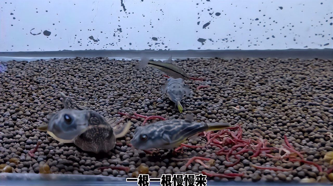 魚病治療期間需要喂食嗎，魚病治療期間需要喂食嗎，