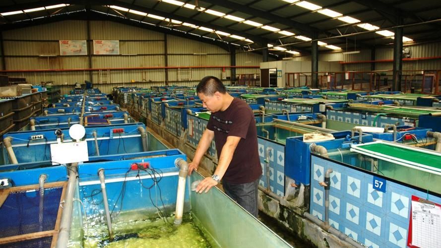 有哪些信譽良好的龍魚魚商推薦？