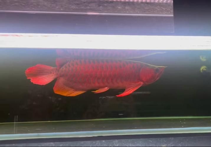 世界最貴紅龍魚有哪些品種，世界上最貴的紅龍魚有哪些品種？
