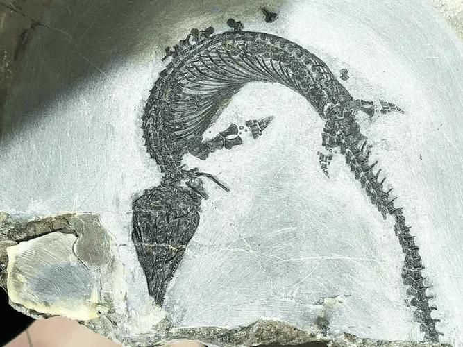 巢湖龍和居巢龍魚有什么區別？