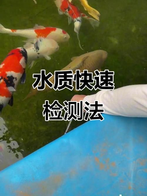 如何預防錦鯉爛身，如何預防錦鯉爛身思考完成
