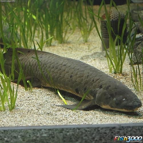 澳洲肺魚飼養(yǎng)成本高嗎？，澳洲肺魚的飼養(yǎng)