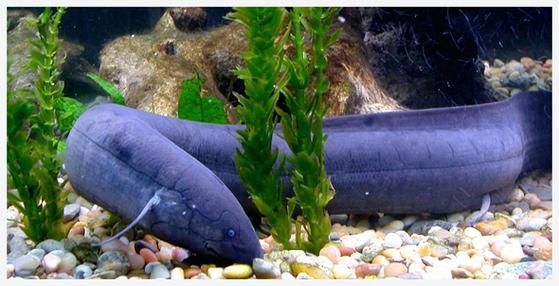 澳洲肺魚飼養(yǎng)成本高嗎？，澳洲肺魚的飼養(yǎng)
