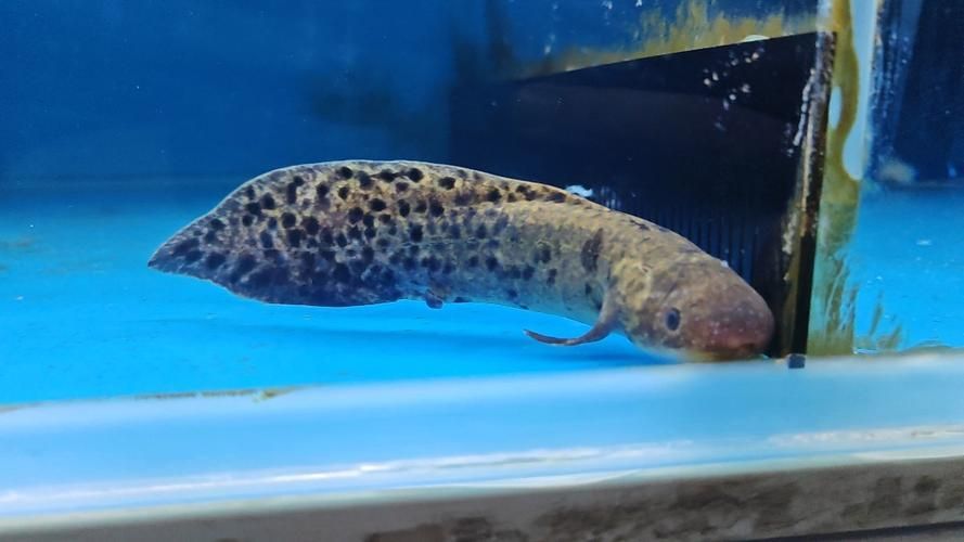 澳洲肺魚飼養(yǎng)成本高嗎？，澳洲肺魚的飼養(yǎng)
