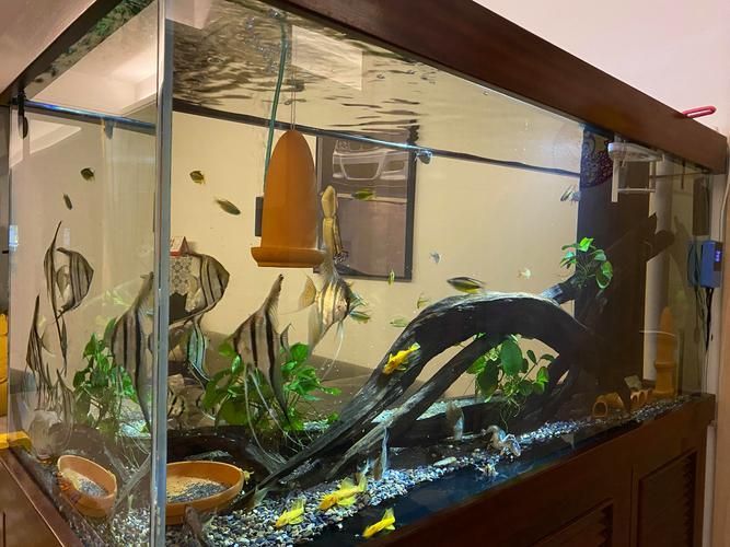 紅龍魚安全飼養(yǎng) checklist，紅龍魚安全飼養(yǎng)checklist