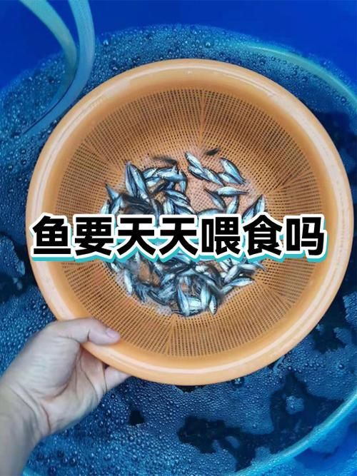 紅龍魚安全飼養(yǎng) checklist，紅龍魚安全飼養(yǎng)checklist